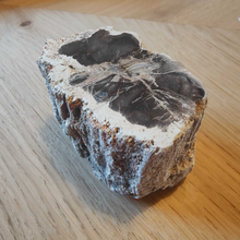 Load image into Gallery viewer, Petrified Wood
