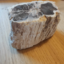 Load image into Gallery viewer, Petrified Wood
