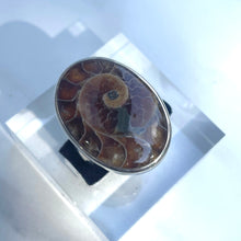 Load image into Gallery viewer, Ammonite Large Oval Statement Ring - US 9.5
