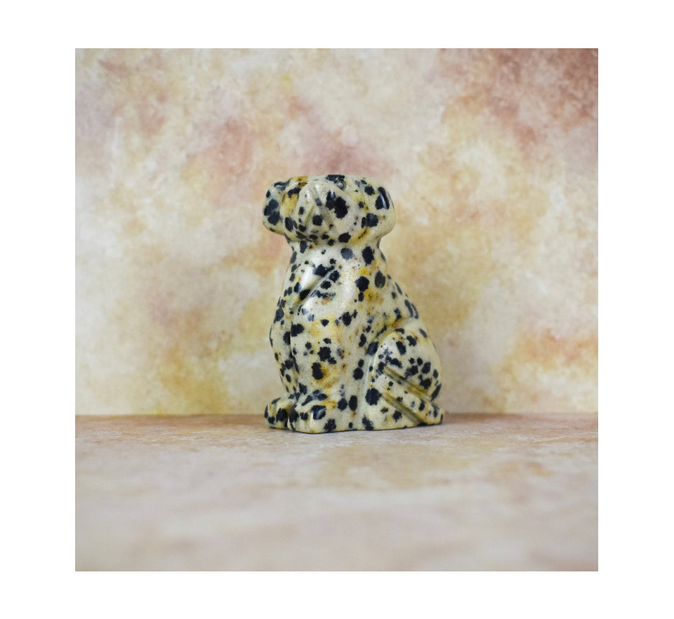 Dalmatian Jasper Dog